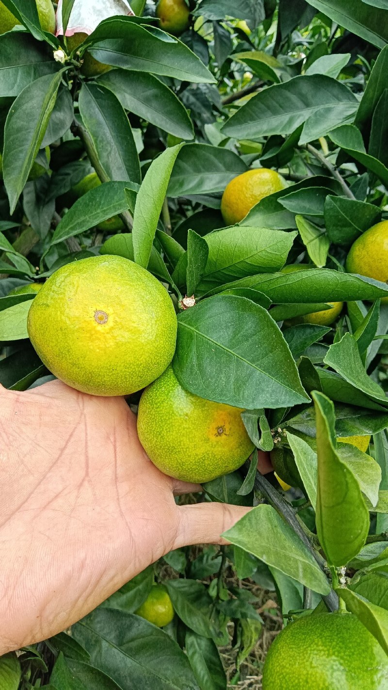 大芬特早蜜橘，产地直发，口感清甜化渣，皮薄多汁欢迎来电