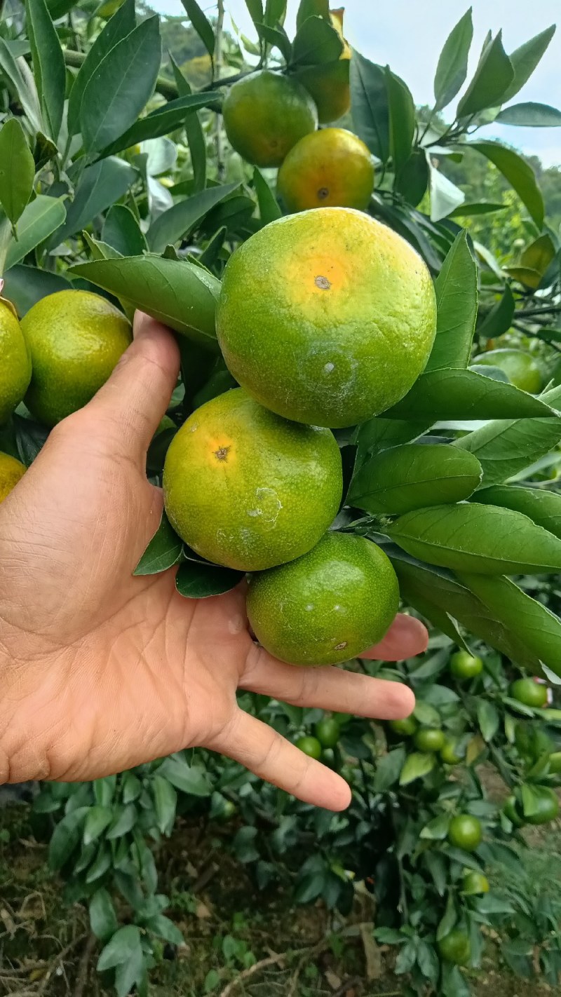 大芬特早蜜橘，产地直发，口感清甜化渣，皮薄多汁欢迎来电
