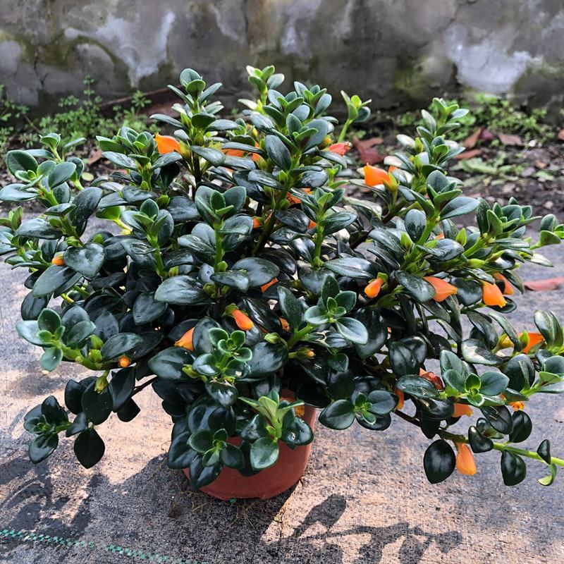 金鱼花吊兰盆栽四季开花绿植室内阳台耐寒热植物吸甲醛超好养
