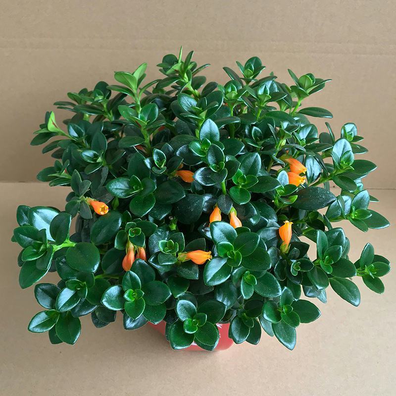 金鱼花吊兰盆栽四季开花绿植室内阳台耐寒热植物吸甲醛超好养