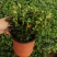 金鱼花吊兰盆栽四季开花绿植室内阳台耐寒热植物吸甲醛超好养