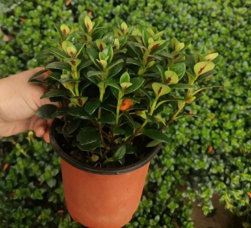 金鱼花吊兰盆栽四季开花绿植室内阳台耐寒热植物吸甲醛超好养