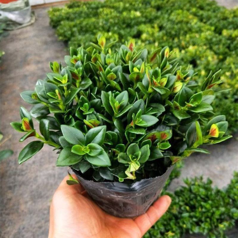 金鱼花吊兰盆栽四季开花绿植室内阳台耐寒热植物吸甲醛超好养