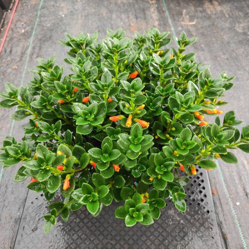 金鱼花吊兰盆栽四季开花绿植室内阳台耐寒热植物吸甲醛超好养