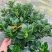 金鱼花吊兰盆栽四季开花绿植室内阳台耐寒热植物吸甲醛超好养