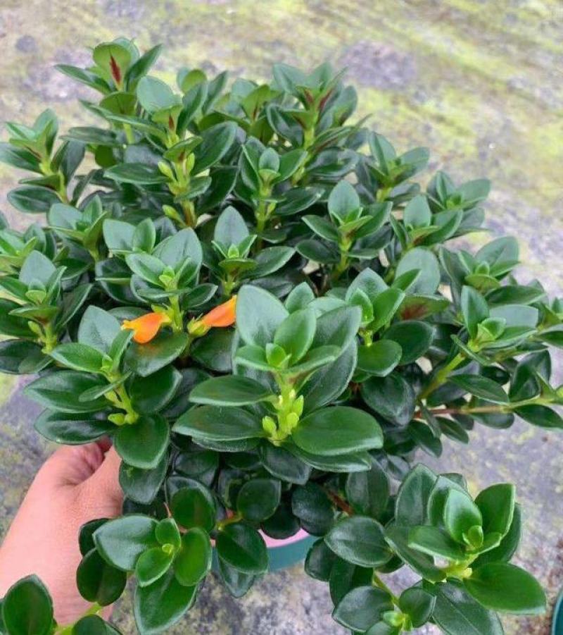金鱼花吊兰盆栽四季开花绿植室内阳台耐寒热植物吸甲醛超好养