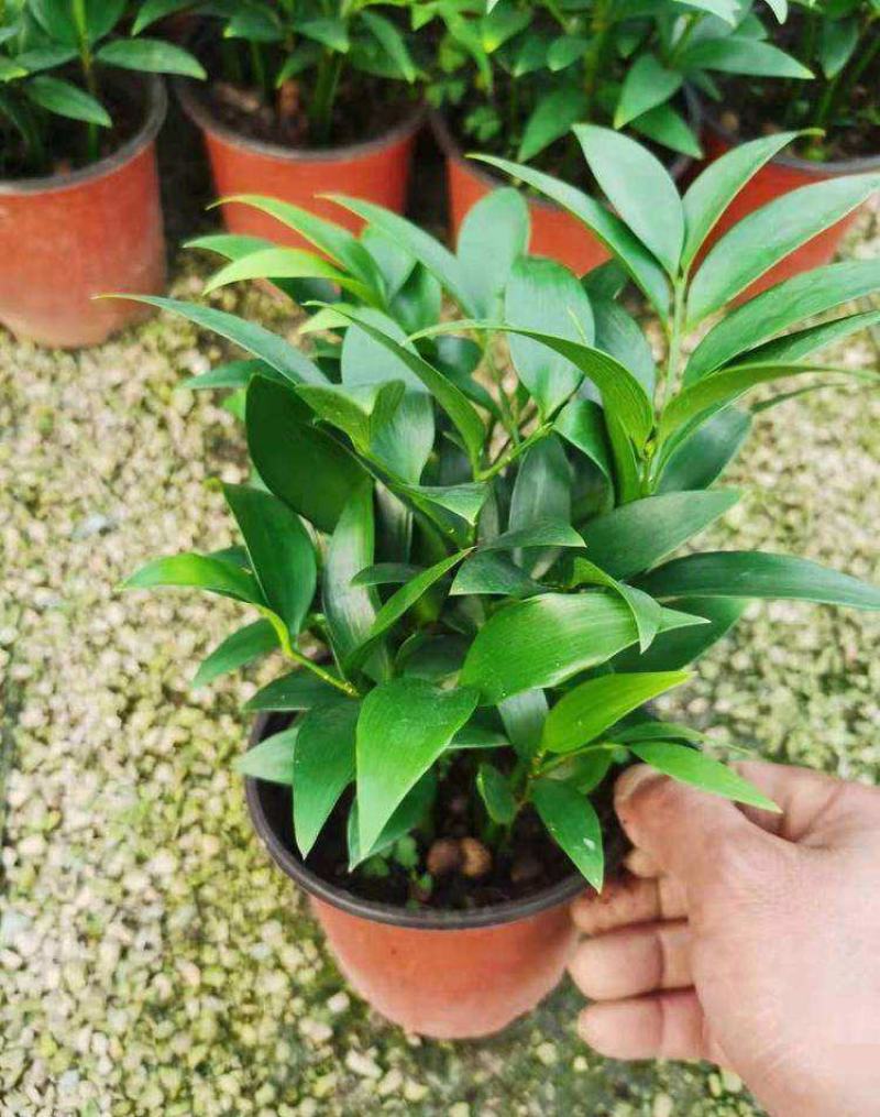 竹柏盆栽【清香驱蚊】四季常青竹子好养的绿植花卉盆景