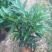 竹柏盆栽【清香驱蚊】四季常青竹子好养的绿植花卉盆景