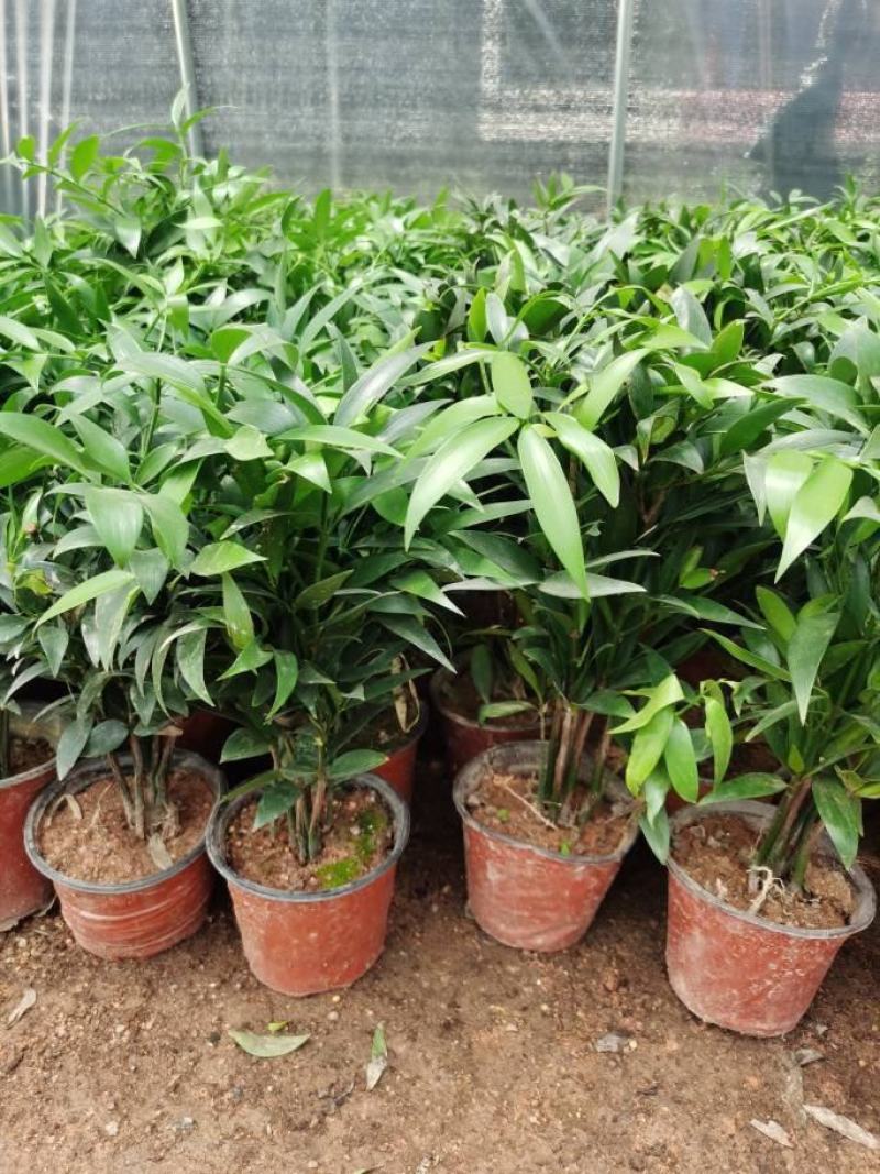 竹柏盆栽【清香驱蚊】四季常青竹子好养的绿植花卉盆景