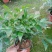 竹柏盆栽【清香驱蚊】四季常青竹子好养的绿植花卉盆景