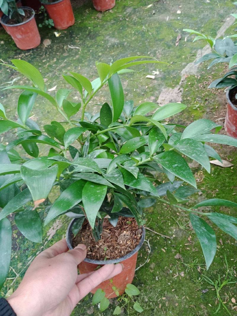 竹柏盆栽【清香驱蚊】四季常青竹子好养的绿植花卉盆景