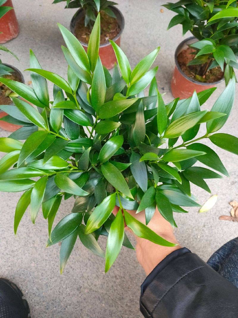 竹柏盆栽【清香驱蚊】四季常青竹子好养的绿植花卉盆景