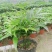 竹柏盆栽【清香驱蚊】四季常青竹子好养的绿植花卉盆景
