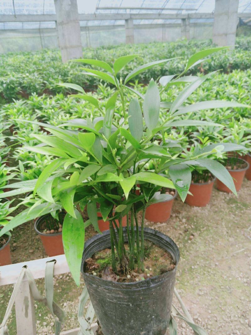 竹柏盆栽【清香驱蚊】四季常青竹子好养的绿植花卉盆景
