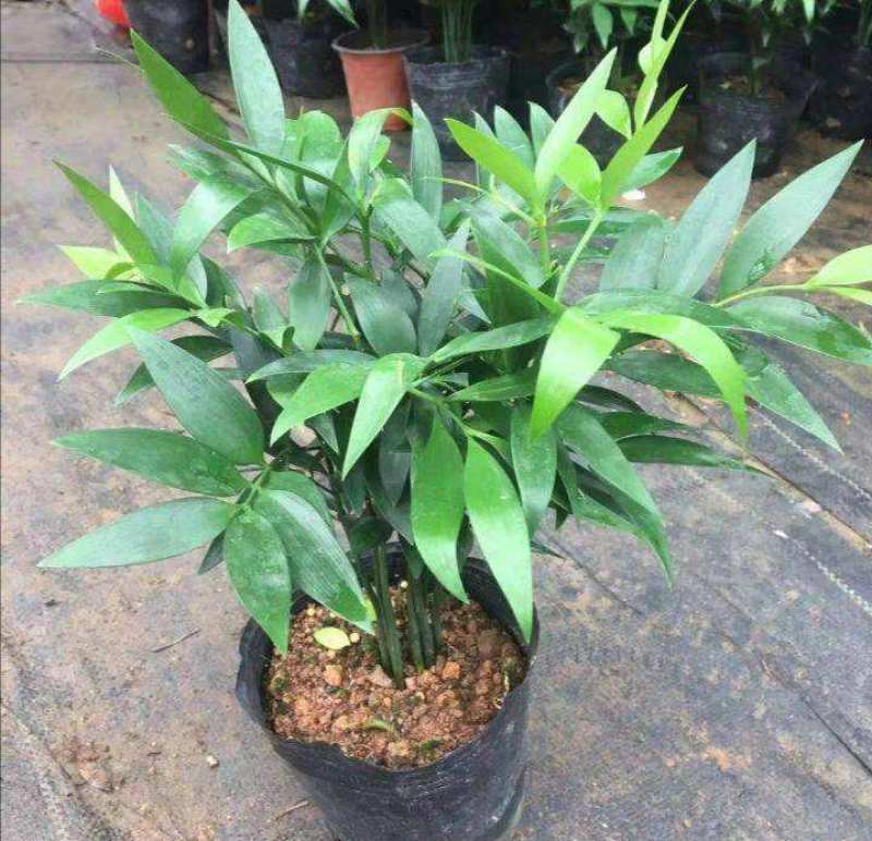 竹柏盆栽【清香驱蚊】四季常青竹子好养的绿植花卉盆景