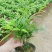 竹柏盆栽【清香驱蚊】四季常青竹子好养的绿植花卉盆景
