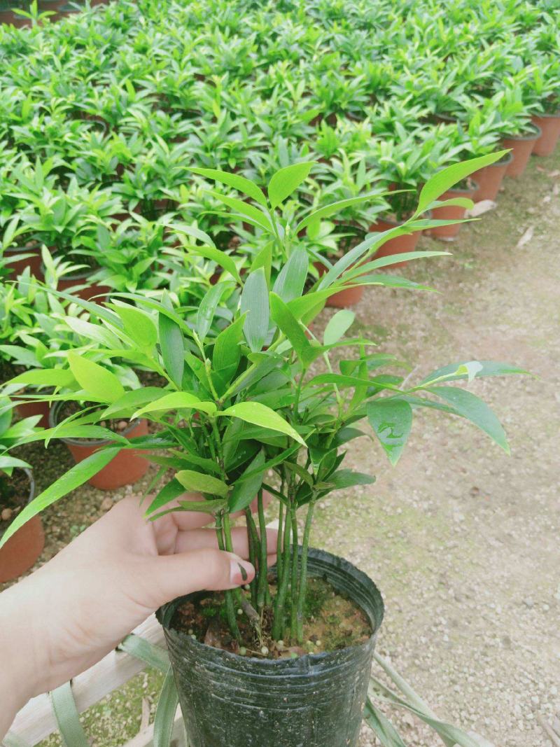 竹柏盆栽【清香驱蚊】四季常青竹子好养的绿植花卉盆景