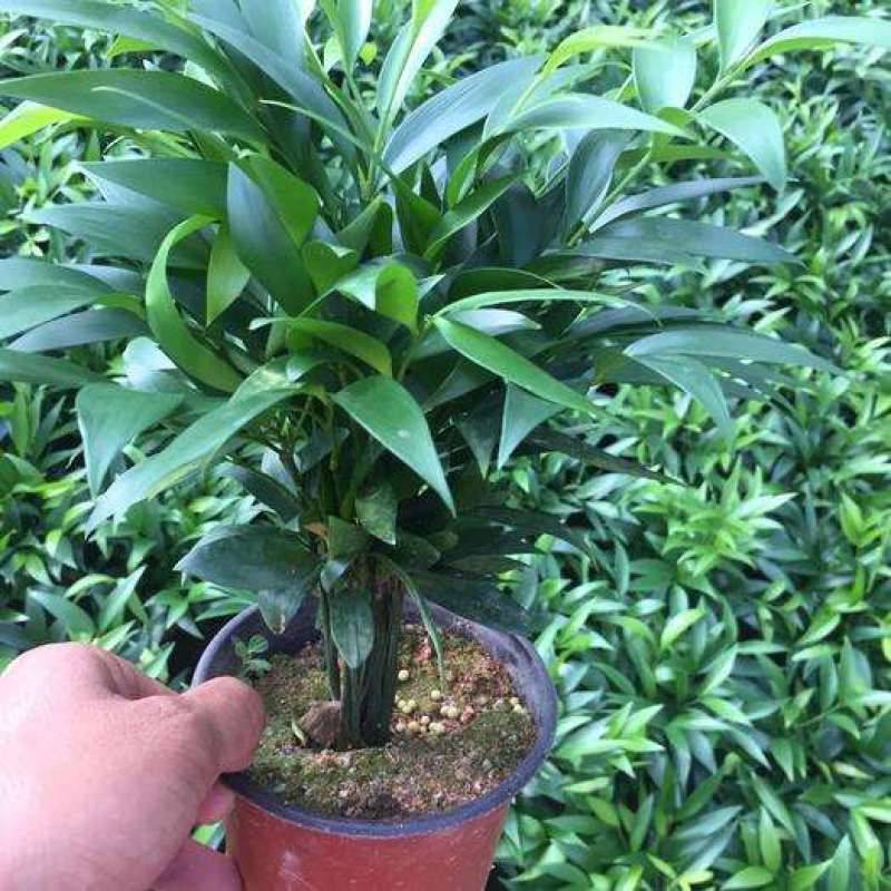 竹柏盆栽【清香驱蚊】四季常青竹子好养的绿植花卉盆景