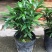 竹柏盆栽【清香驱蚊】四季常青竹子好养的绿植花卉盆景