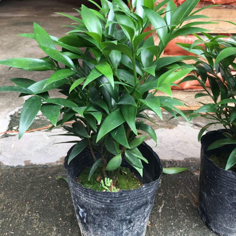 竹柏盆栽【清香驱蚊】四季常青竹子好养的绿植花卉盆景