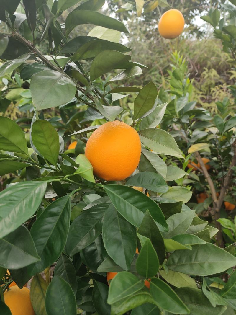 赣南脐橙