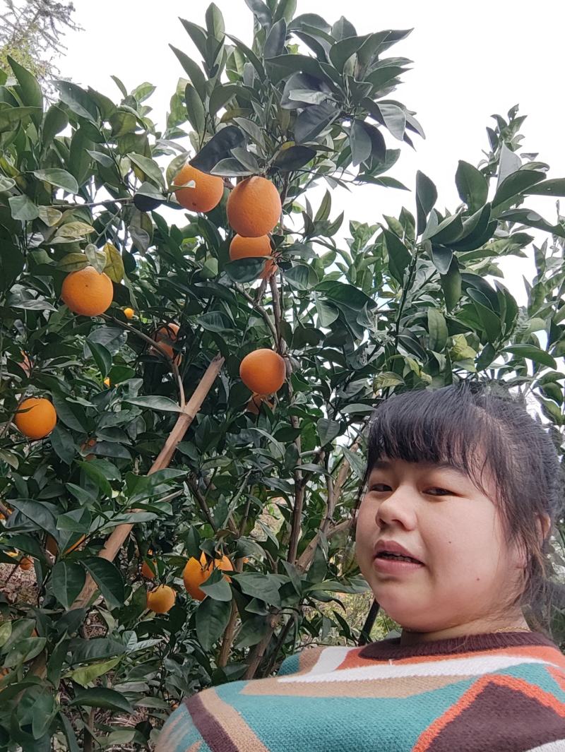 赣南脐橙
