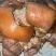 全熟带皮核桃肉（肉类品源头工厂一手货源量大从优）
