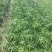 水竹旱伞草风车草水生水养植物水培竹子鱼缸池塘造型植物