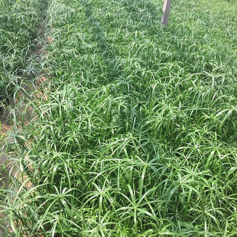 水竹旱伞草风车草水生水养植物水培竹子鱼缸池塘造型植物