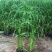 水竹旱伞草风车草水生水养植物水培竹子鱼缸池塘造型植物