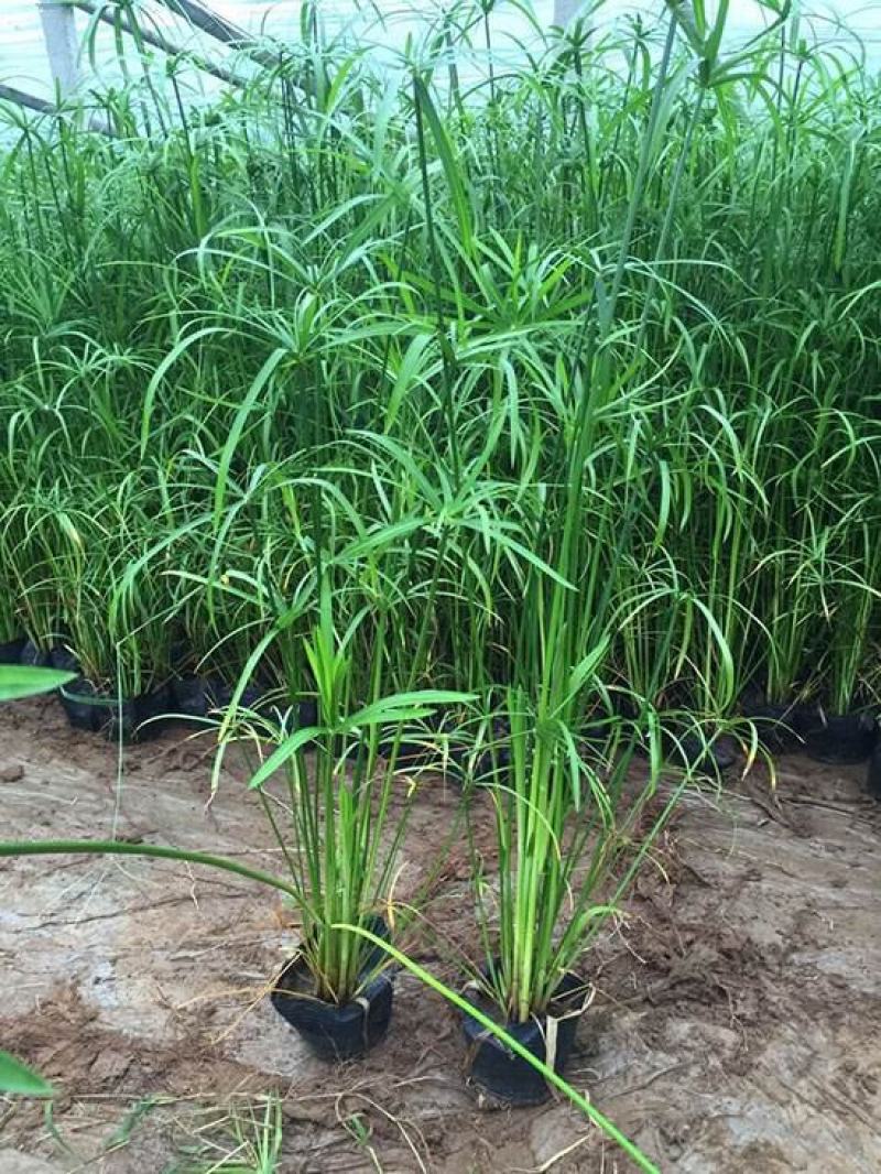 水竹旱伞草风车草水生水养植物水培竹子鱼缸池塘造型植物