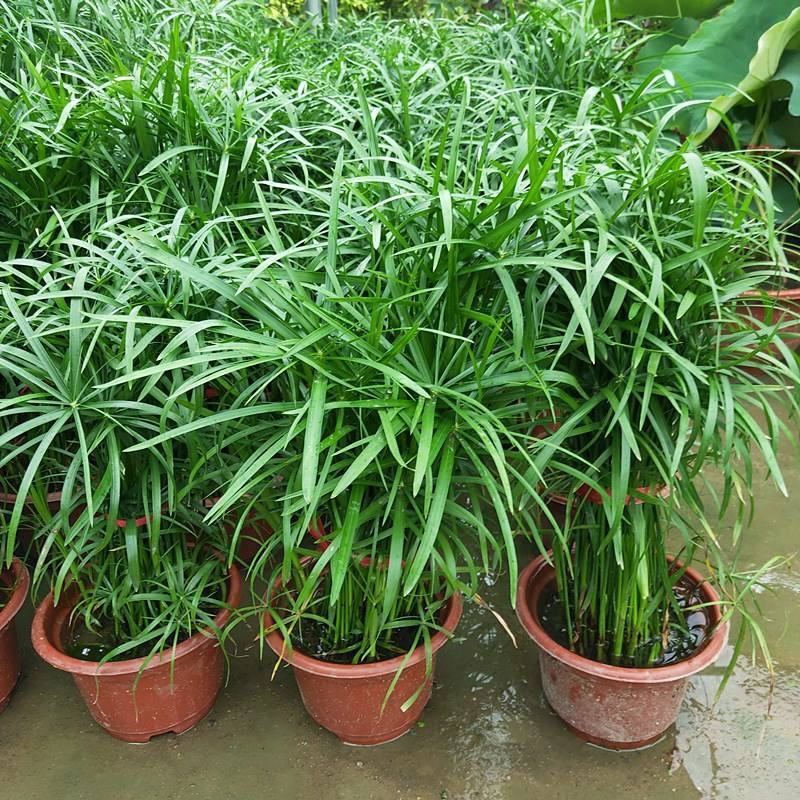 水竹旱伞草风车草水生水养植物水培竹子鱼缸池塘造型植物
