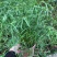 水竹旱伞草风车草水生水养植物水培竹子鱼缸池塘造型植物