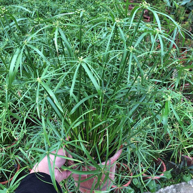 水竹旱伞草风车草水生水养植物水培竹子鱼缸池塘造型植物