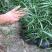 水竹旱伞草风车草水生水养植物水培竹子鱼缸池塘造型植物