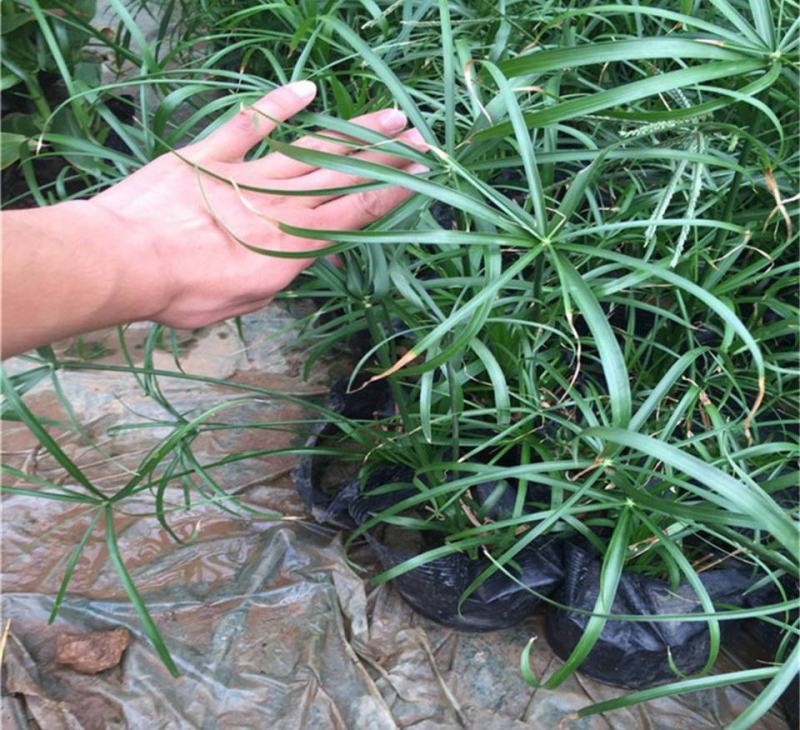 水竹旱伞草风车草水生水养植物水培竹子鱼缸池塘造型植物
