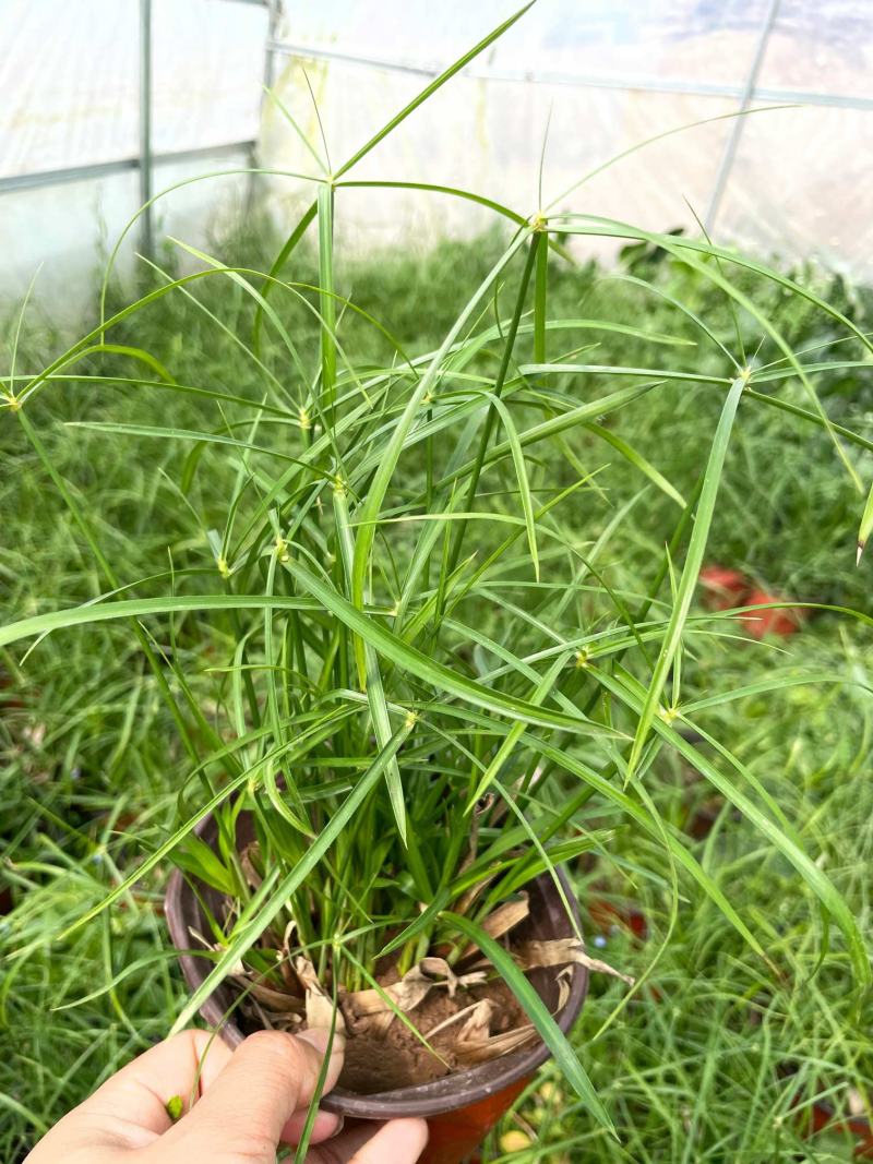 水竹旱伞草风车草水生水养植物水培竹子鱼缸池塘造型植物
