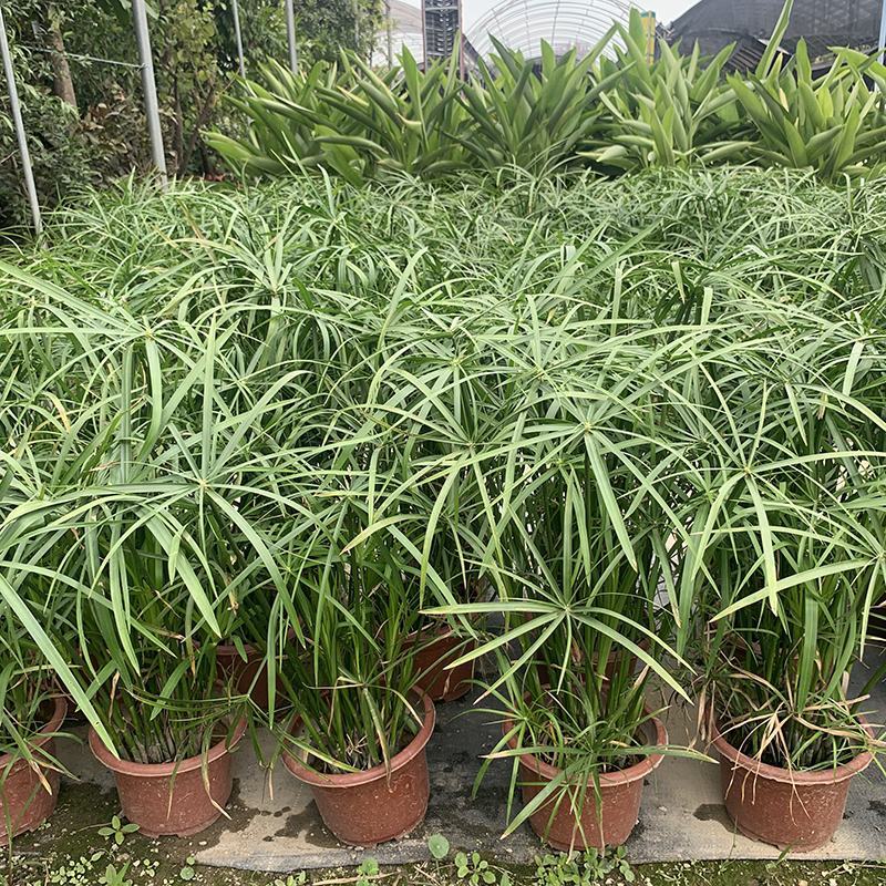 水竹旱伞草风车草水生水养植物水培竹子鱼缸池塘造型植物