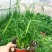 水竹旱伞草风车草水生水养植物水培竹子鱼缸池塘造型植物