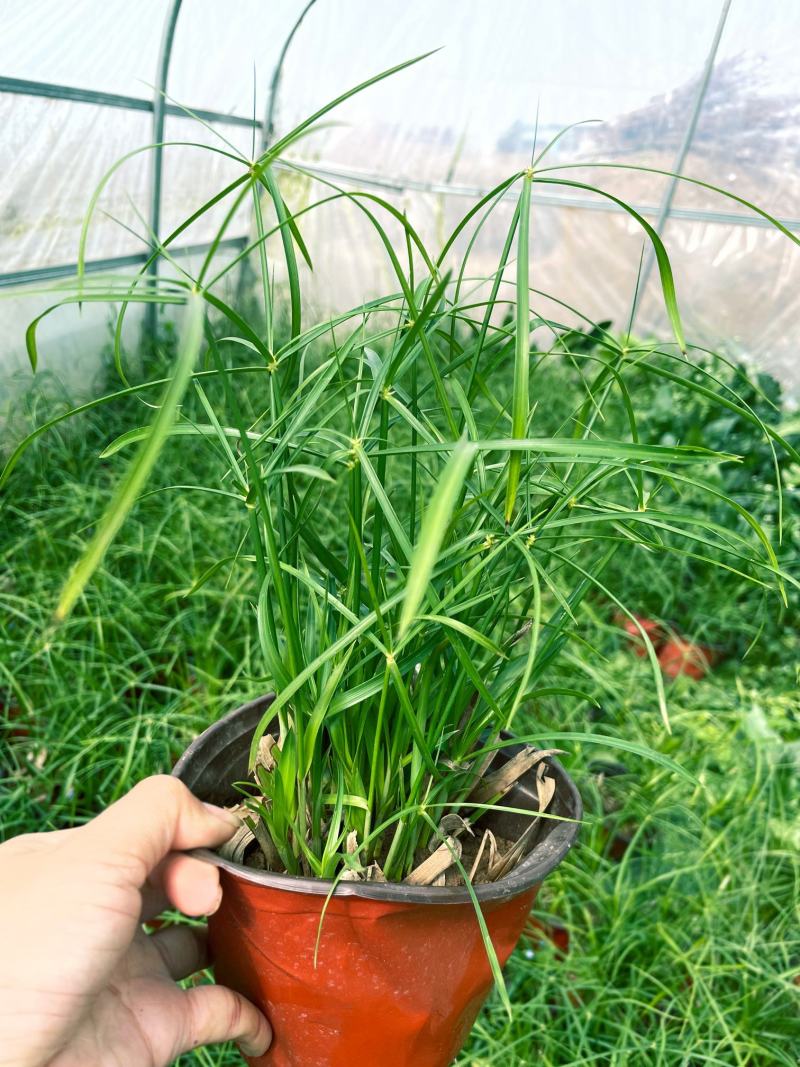 水竹旱伞草风车草水生水养植物水培竹子鱼缸池塘造型植物