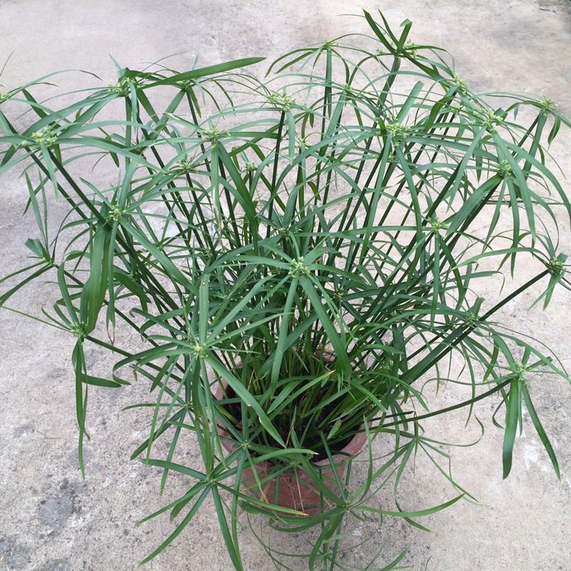 水竹旱伞草风车草水生水养植物水培竹子鱼缸池塘造型植物