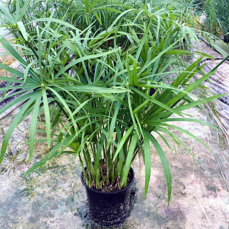 水竹旱伞草风车草水生水养植物水培竹子鱼缸池塘造型植物