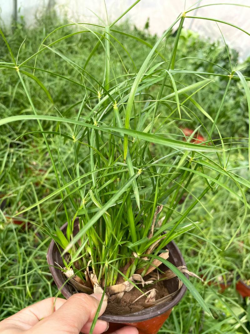 水竹旱伞草风车草水生水养植物水培竹子鱼缸池塘造型植物