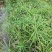 水竹旱伞草风车草水生水养植物水培竹子鱼缸池塘造型植物