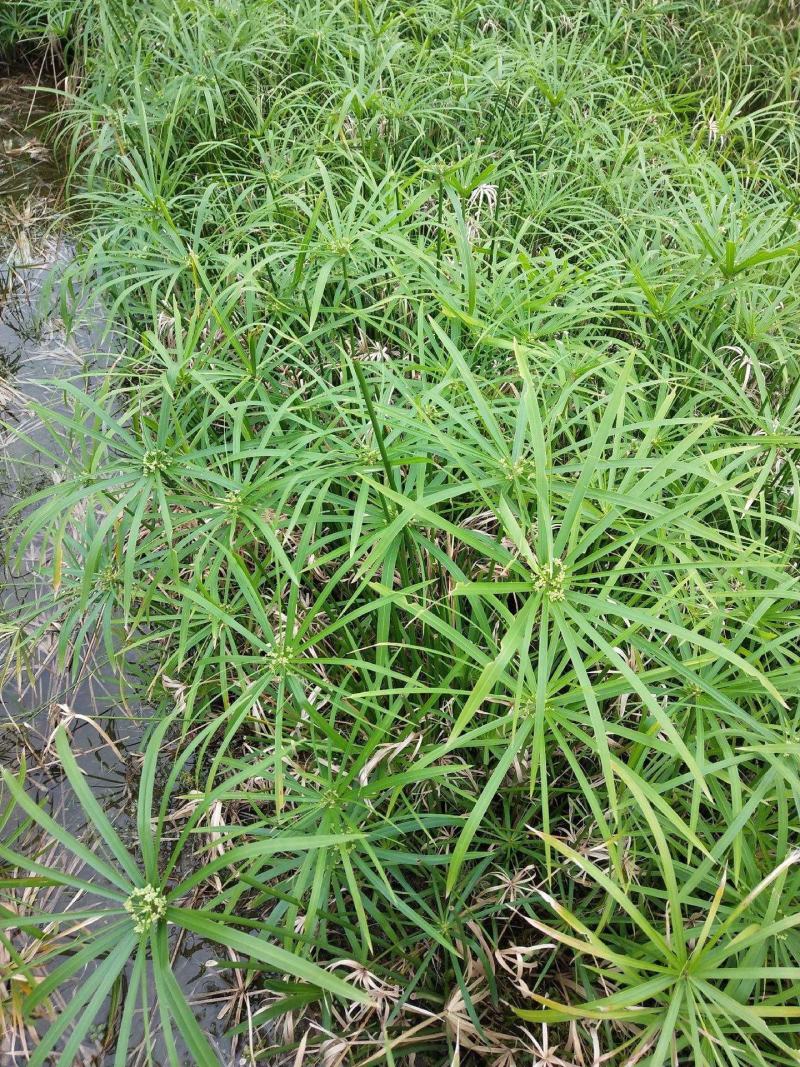 水竹旱伞草风车草水生水养植物水培竹子鱼缸池塘造型植物