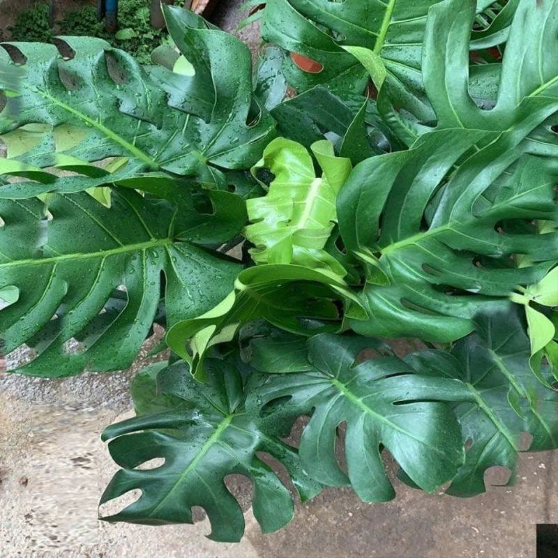 龟背竹大型盆栽室内客厅水培植物开背大叶吸甲醛净化空气
