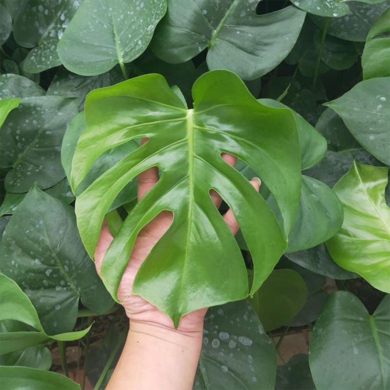 龟背竹大型盆栽室内客厅水培植物开背大叶吸甲醛净化空气