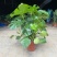 龟背竹大型盆栽室内客厅水培植物开背大叶吸甲醛净化空气