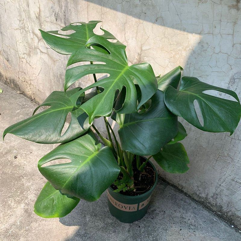 龟背竹大型盆栽室内客厅水培植物开背大叶吸甲醛净化空气