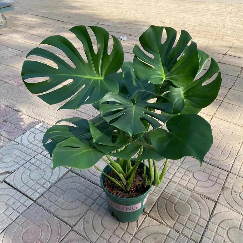 龟背竹大型盆栽室内客厅水培植物开背大叶吸甲醛净化空气